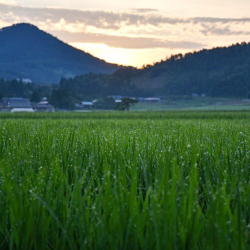 岩手県奥州市は日本有数の米どころです。季節折々の田園風景が見られます。