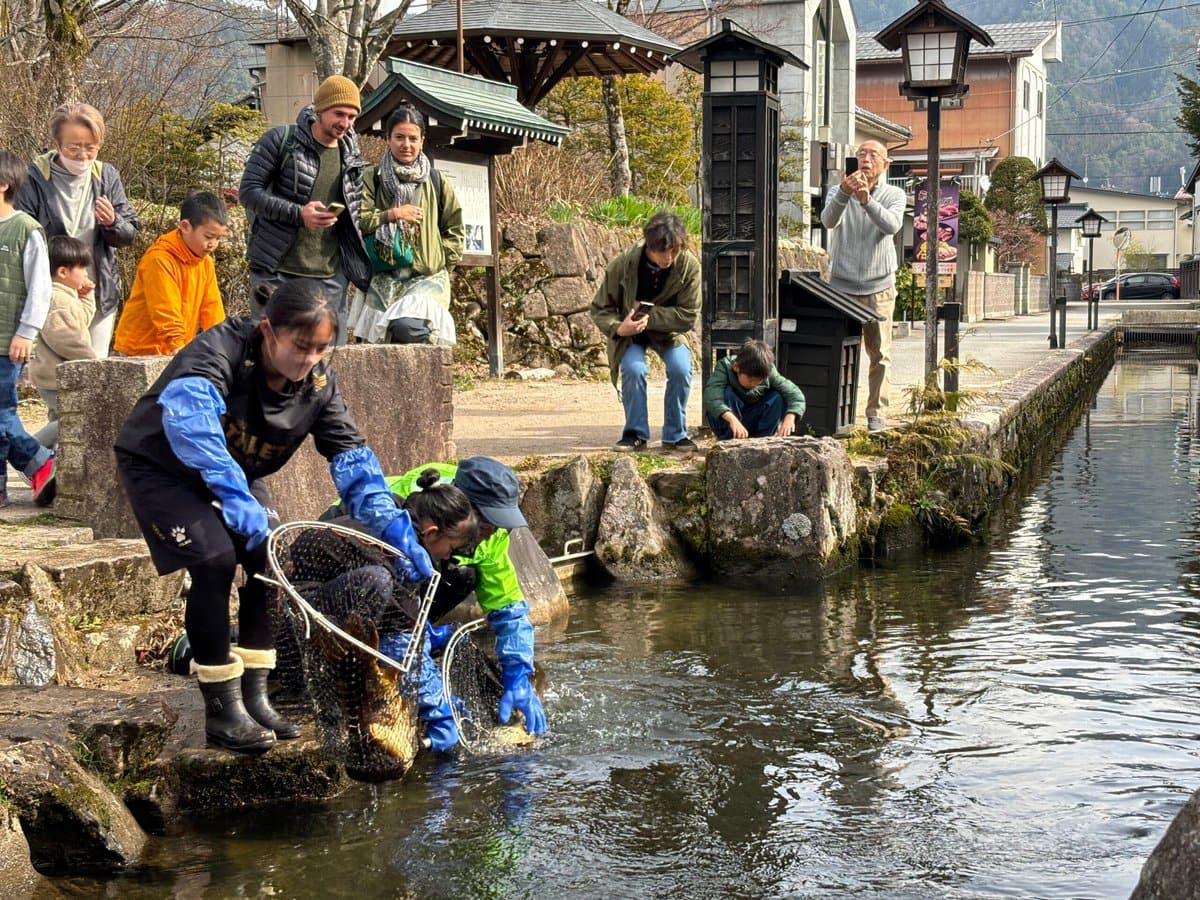 岐阜県飛騨市を流れる瀬戸川に帰ってきた鯉を見守る地域住民や観光客ら