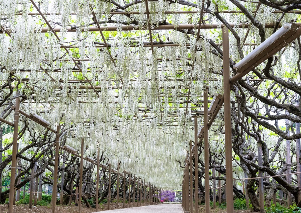 栃木県足利市にある「あしかがフラワーパーク」で咲き誇るうす白藤。昼間の光景。