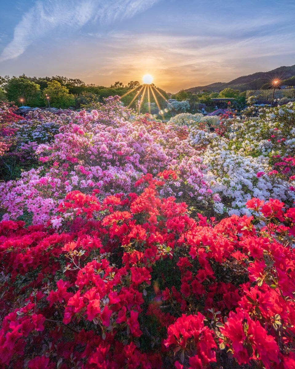 栃木県足利市にある「あしかがフラワーパーク」で咲き誇るツツジ。