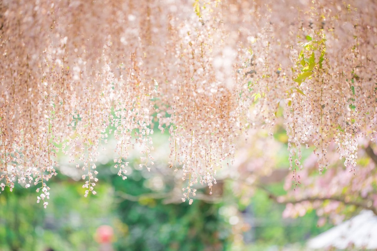 栃木県足利市にある「あしかがフラワーパーク」で咲き誇るうす紅藤。