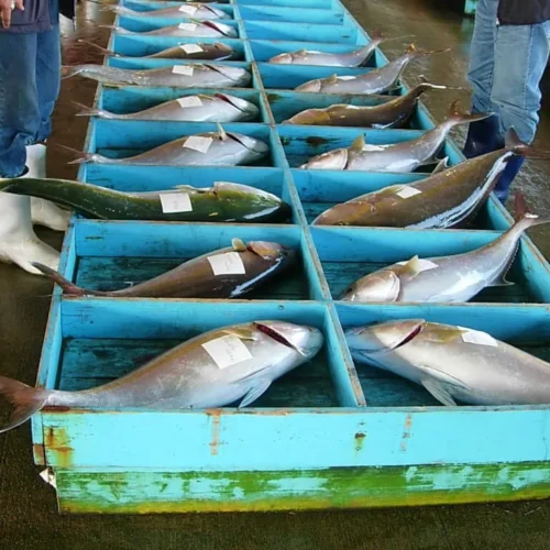 鹿児島県肝付町はカンパチの養殖でも有名。市場にはたくさんの辺塚だいだいカンパチが並んでいる。