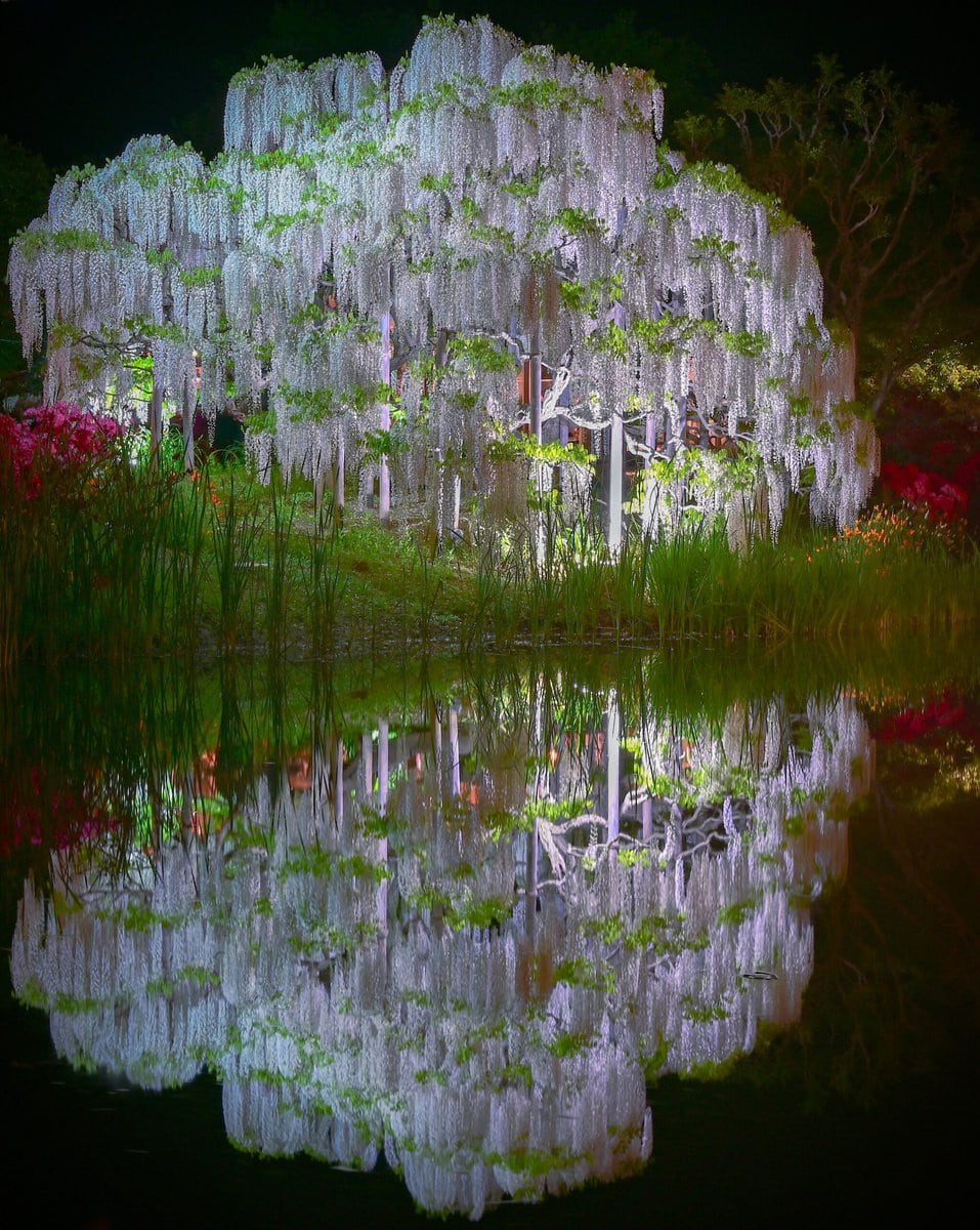 栃木県足利市にある「あしかがフラワーパーク」で咲き誇るうす白藤。ライトアップの光景。