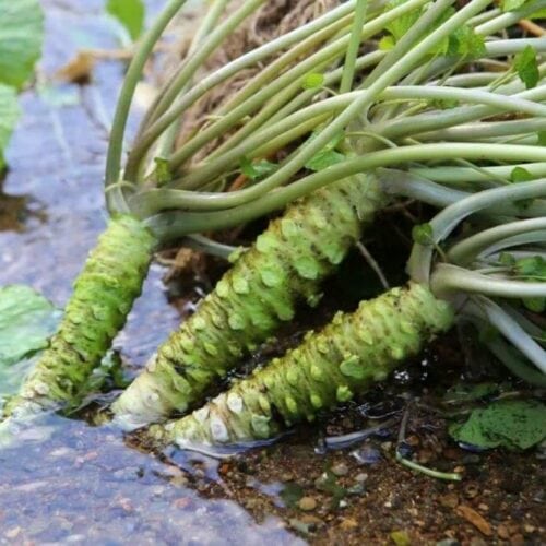 「遠野宮守わさび」は、旨みが凝縮されており風味も辛味のバランスも格別