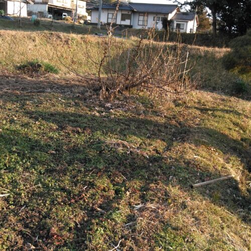 岡山県津山市の物件に付随している約68坪の畑です。これだけの広さがあれば、本格的な家庭菜園を楽しめそうです。柿やキウイ、無花果の木があり、季節ごとに収穫を楽しむことができます。