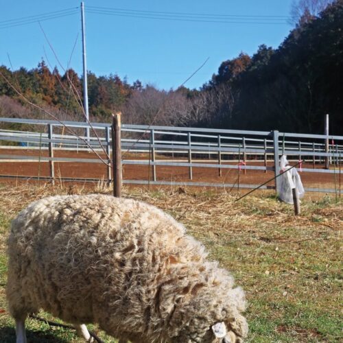 草丈15㎝以下の短い草を好み、長く伸びた草はあまり食べません。リードをつけて杭につないでおけば、動ける範囲をきれいに除草してくれます。