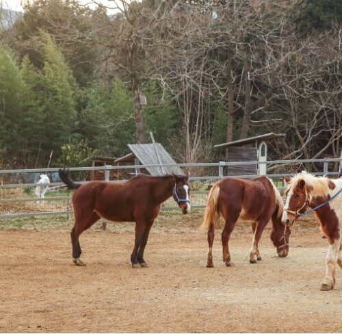 本来、ウマは群れで生活する動物なので、できれば2頭以上で飼うとウマにとってストレスがないです。きちんと調教された性格が穏やかなウマなら、子どもでも安心して乗ることができます。