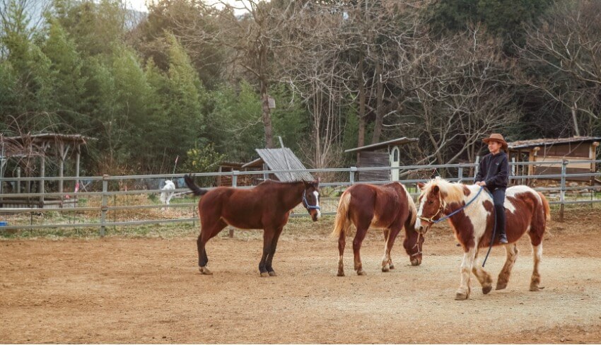 本来、ウマは群れで生活する動物なので、できれば2頭以上で飼うとウマにとってストレスがないです。きちんと調教された性格が穏やかなウマなら、子どもでも安心して乗ることができます。