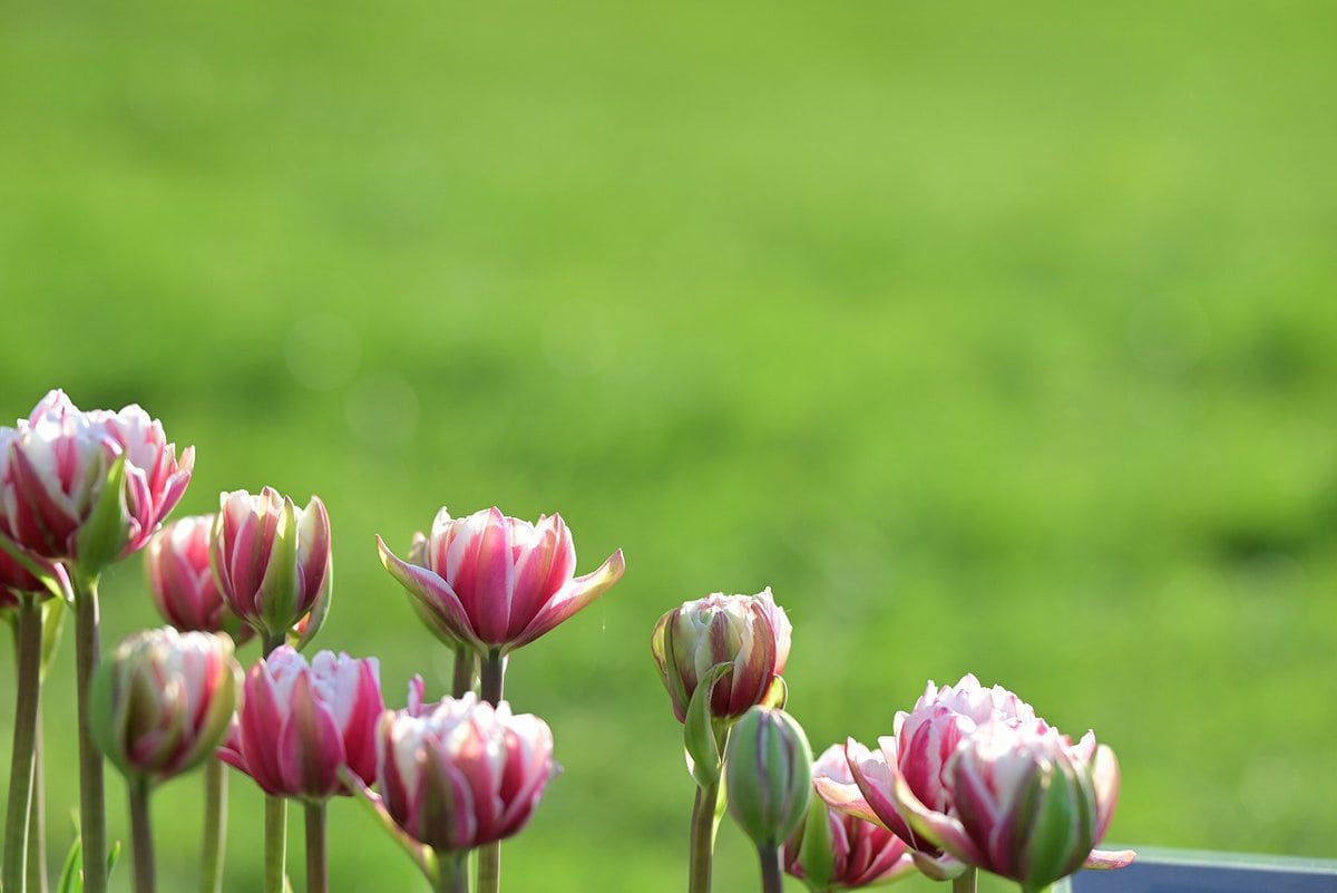 国営滝野すずらん丘陵公園で咲き誇るチューリップ