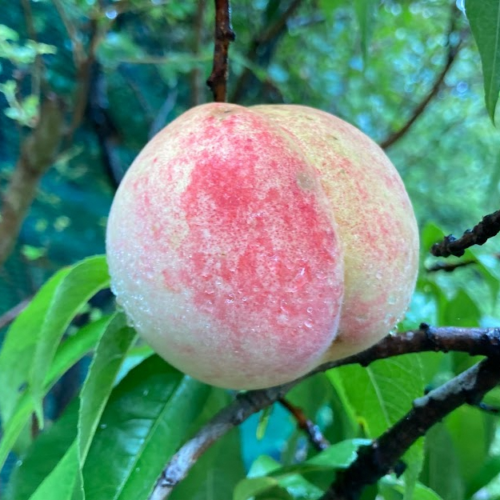 岡山県備前市では、瀬戸内海式気候を活かして、桃やぶどうなどの果物が多く栽培されています。６月中旬ごろから様々な品種の桃が収穫されます。