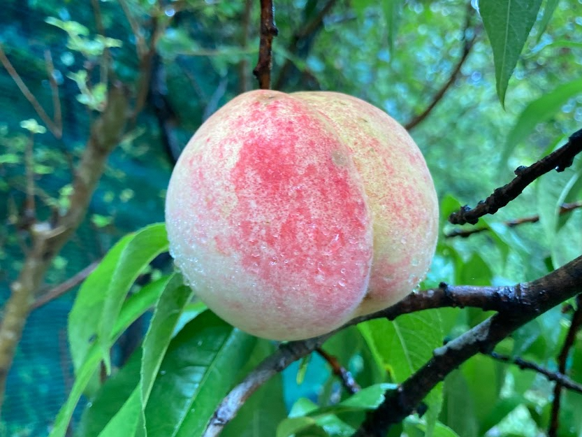 岡山県備前市では、瀬戸内海式気候を活かして、桃やぶどうなどの果物が多く栽培されています。６月中旬ごろから様々な品種の桃が収穫されます。