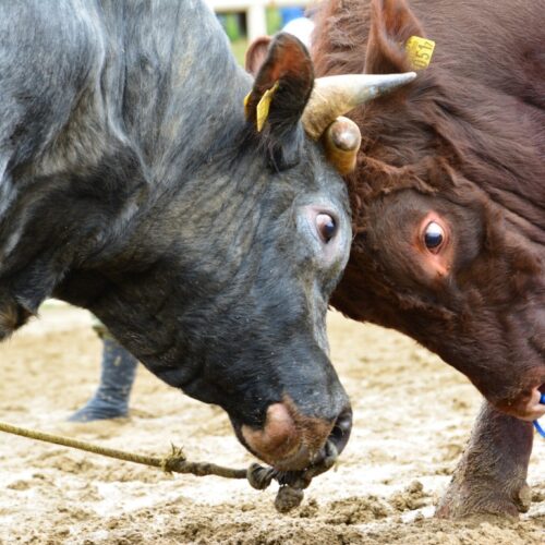 岩手県久慈市山形町の平庭闘牛は、東北唯一の闘牛大会で、毎年4回開催されています。