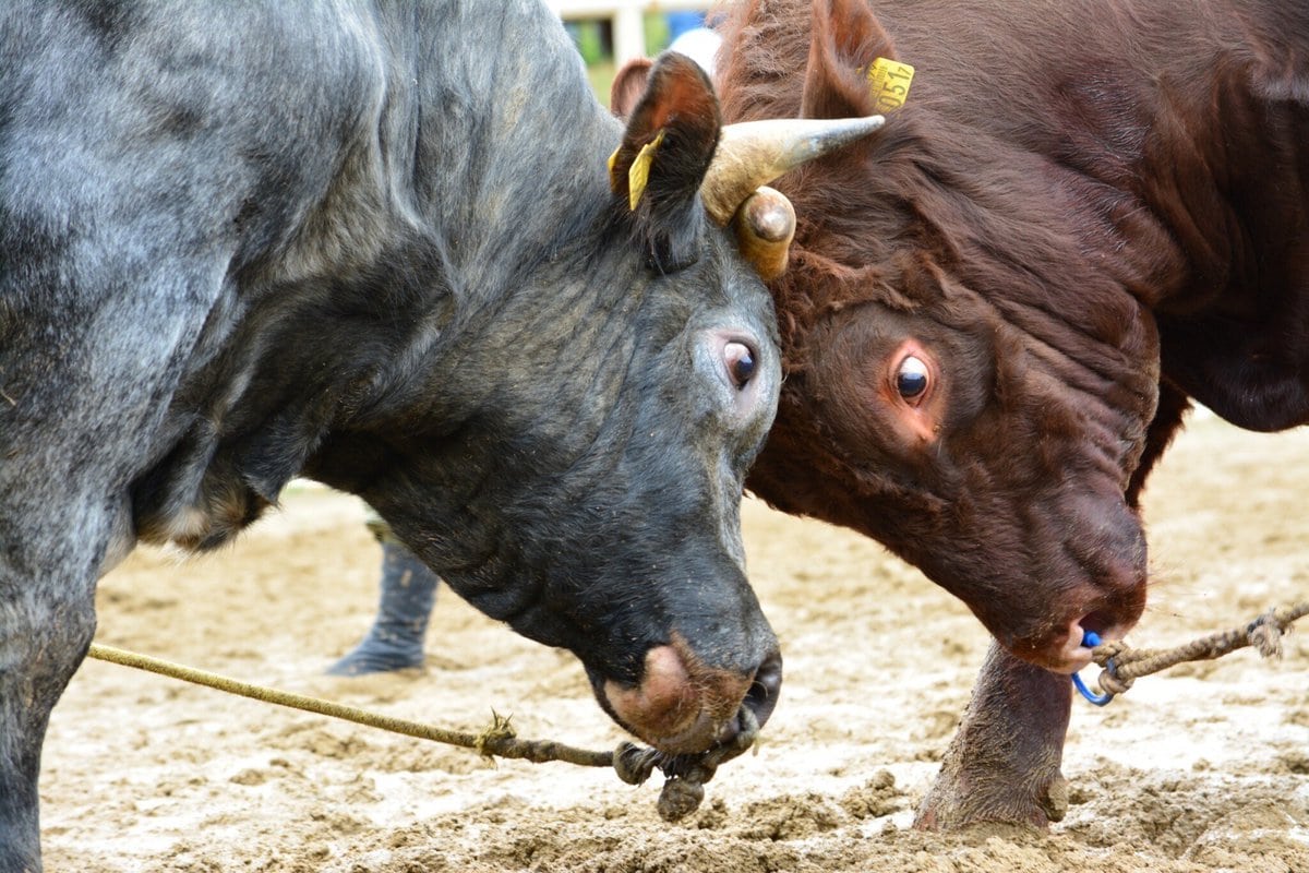 岩手県久慈市山形町の平庭闘牛は、東北唯一の闘牛大会で、毎年4回開催されています。