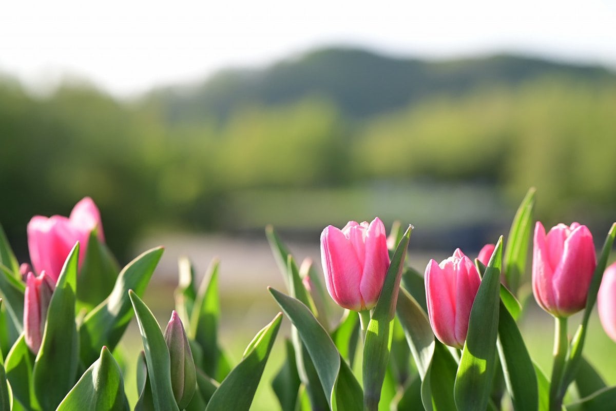 国営滝野すずらん丘陵公園で咲き誇るチューリップ
