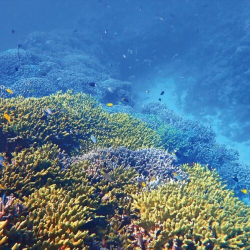 沖縄県恩納村の海のなか。「サンゴの村宣言」をした恩納村はサンゴの植え付けをしている