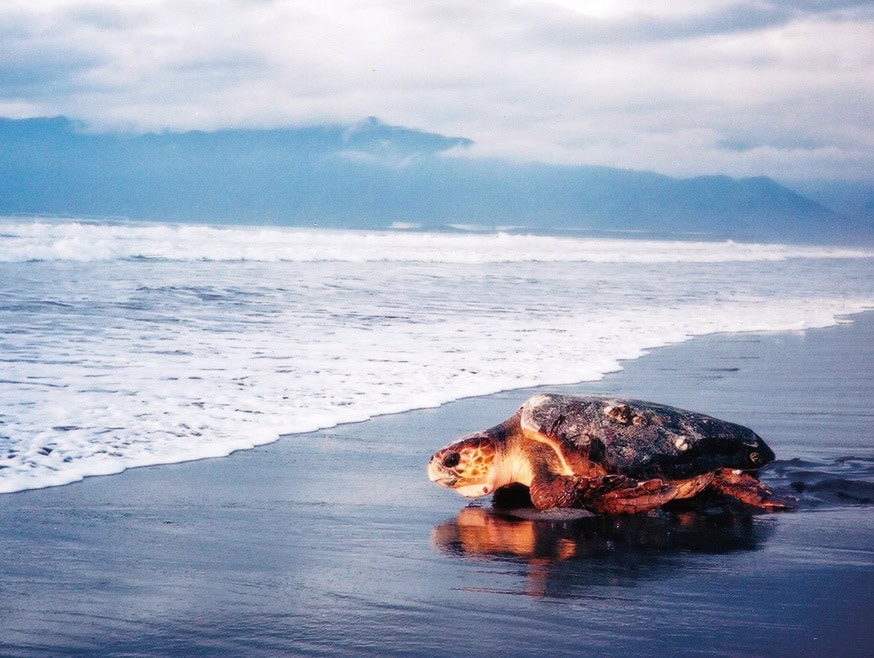 鹿児島県大崎町の海岸には、毎年ウミガメが産卵に訪れる