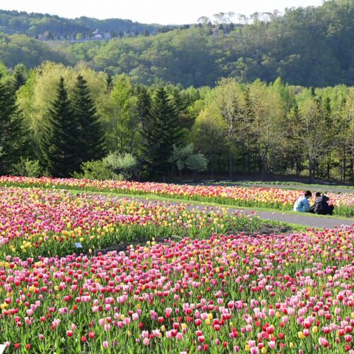 5月18日（土）から6月2日（日）まで、国営滝野すずらん丘陵公園で行われる「チューリップ・すずらんフェスタ」