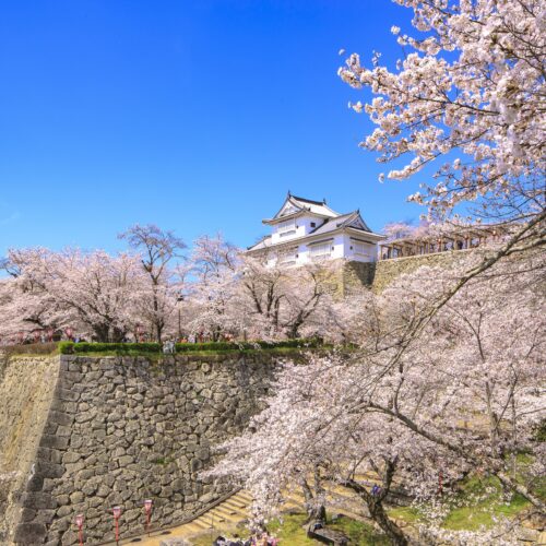 岡山県津山市の「津山城」は、本能寺の変で討ち死にした森蘭丸の弟、忠政が築いた平山城です。明治の廃条令により城郭は取り壊されてしまいましたが、地上から45mに及ぶ立派な石垣が往時の面影をとどめています。また、西日本有数の桜の名所でもあり、「さくら名所100選」にも選ばれました。ほかにも、藤や芝桜、紅葉、雪化粧など四季折々の景観が楽しめる、津山市のシンボルです。