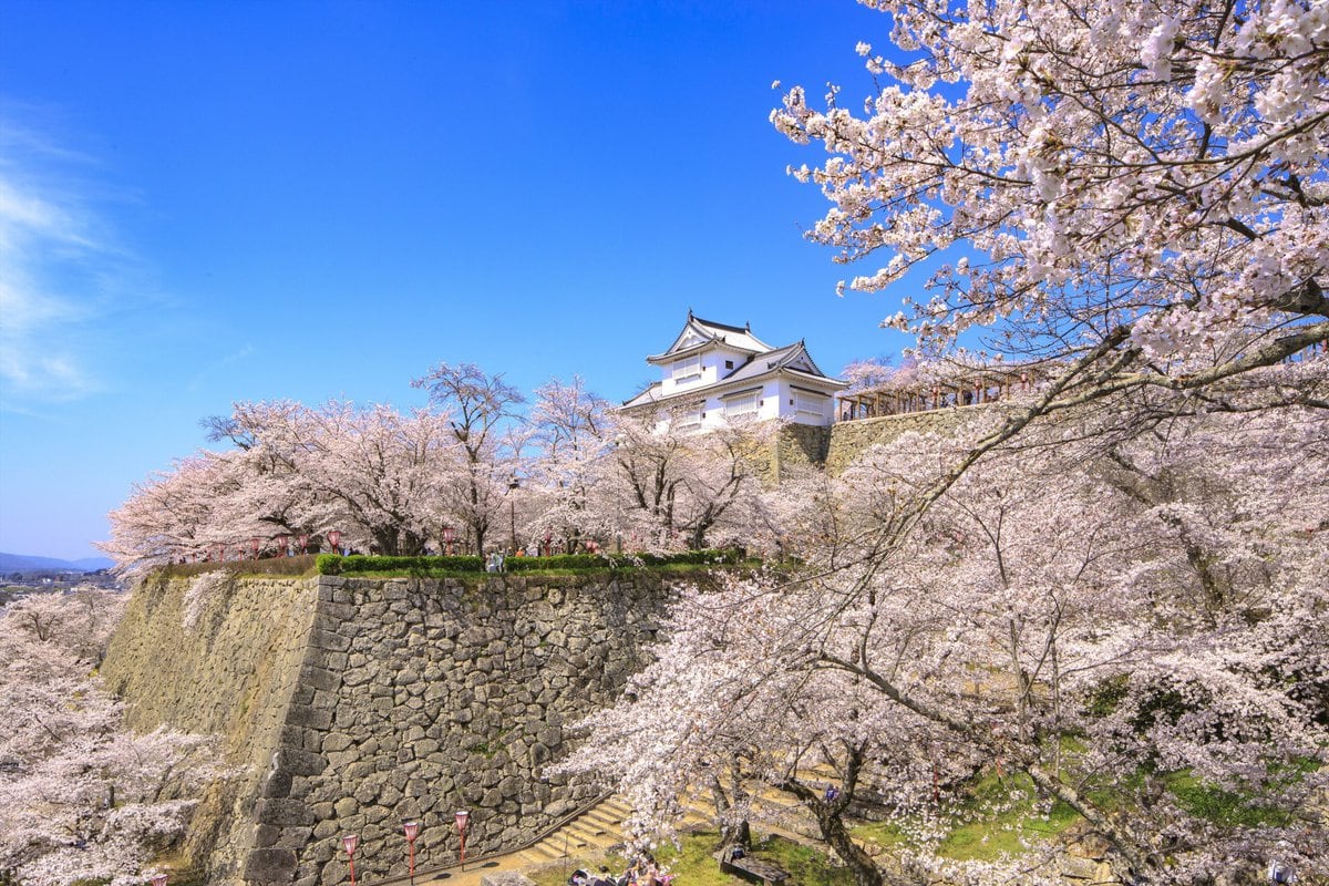 岡山県津山市の「津山城」は、本能寺の変で討ち死にした森蘭丸の弟、忠政が築いた平山城です。明治の廃条令により城郭は取り壊されてしまいましたが、地上から45mに及ぶ立派な石垣が往時の面影をとどめています。また、西日本有数の桜の名所でもあり、「さくら名所100選」にも選ばれました。ほかにも、藤や芝桜、紅葉、雪化粧など四季折々の景観が楽しめる、津山市のシンボルです。