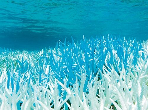 白化現象を起こしたサンゴ礁