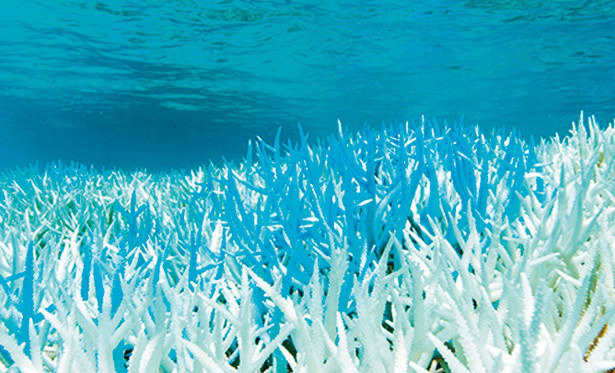 白化現象を起こしたサンゴ礁