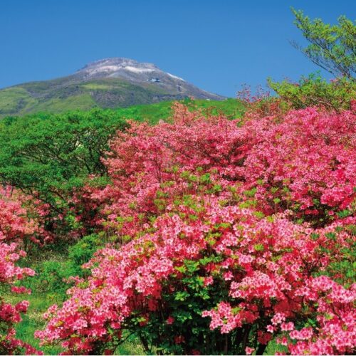 【絶景！】栃木県那須町（なすまち）、赤やピンクのツツジと新緑が彩る初夏の茶臼岳【ほっとphoto便り】