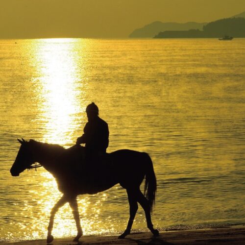 鹿児島県大崎町の横瀬海岸では、競走馬の調教が行われている