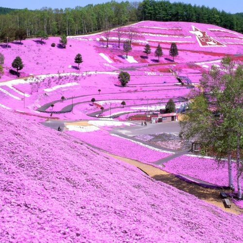 藻琴山のふもとに10haにも及んで広がる芝桜の名所「ひがしもこと芝桜公園」は、北海道の春を代表する風景の一つです。