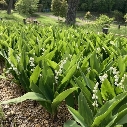 国営滝野すずらん丘陵公園で咲き誇るスズラン。5月下旬から6月上旬が見頃。