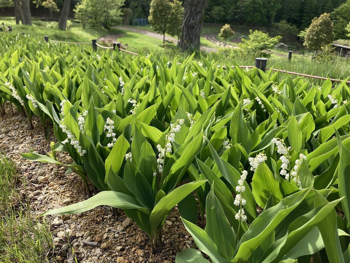 国営滝野すずらん丘陵公園で咲き誇るスズラン。5月下旬から6月上旬が見頃。