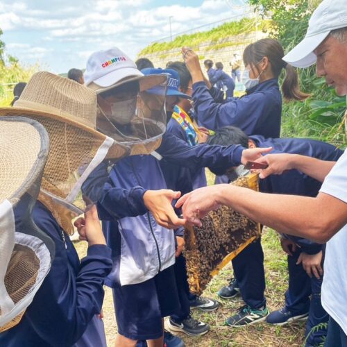 沖縄県恩納村で行われている陸域の保全活動の一環「ハニー＆コーラルプロジェクト」
