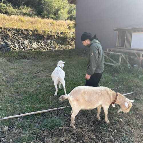 耕作放棄地の雑草を食べてもらえないだろうかと思い、堀越コミュニティセンターで飼っているヤギの親子です。お母さんヤギのムギちゃんと息子のナギくん。いつもナギくんをムギちゃんが見守っている感じです。すごく人懐っこいです。美祢魅力発掘隊お手伝い係除草班という役職が付いていますが、めちゃくちゃ除草しているかというと……。