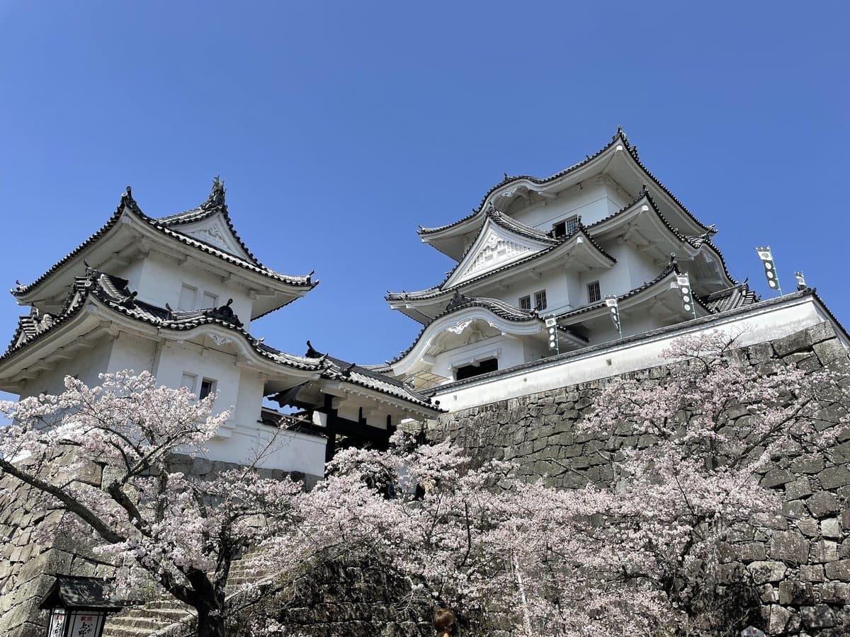 三重県伊賀市の伊賀上野城です。その高石垣は日本有数の高さを誇り、桜の名所としても知られています。