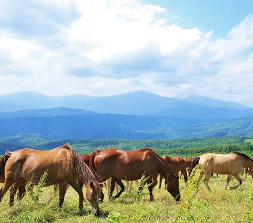 岩手県遠野市は全国有数の馬の産地。初夏の荒川高原では馬の放牧風景を見ることができます