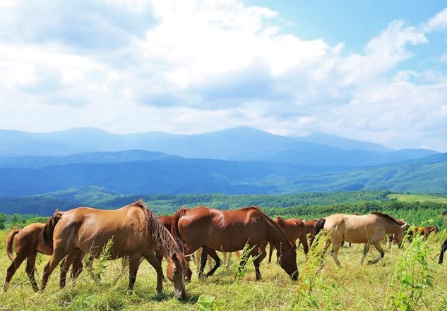 岩手県遠野市は全国有数の馬の産地。初夏の荒川高原では馬の放牧風景を見ることができます