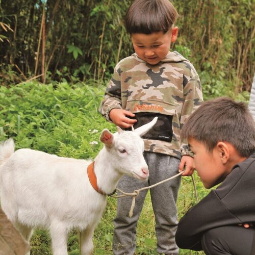 ヤギにも個性があるが、一般的に人なつこく、穏やかな性格で飼育しやすい。犬のようにしつけるのは難しいが、名前を呼ぶと顔を向けたり、鳴いて返事をしたりする。