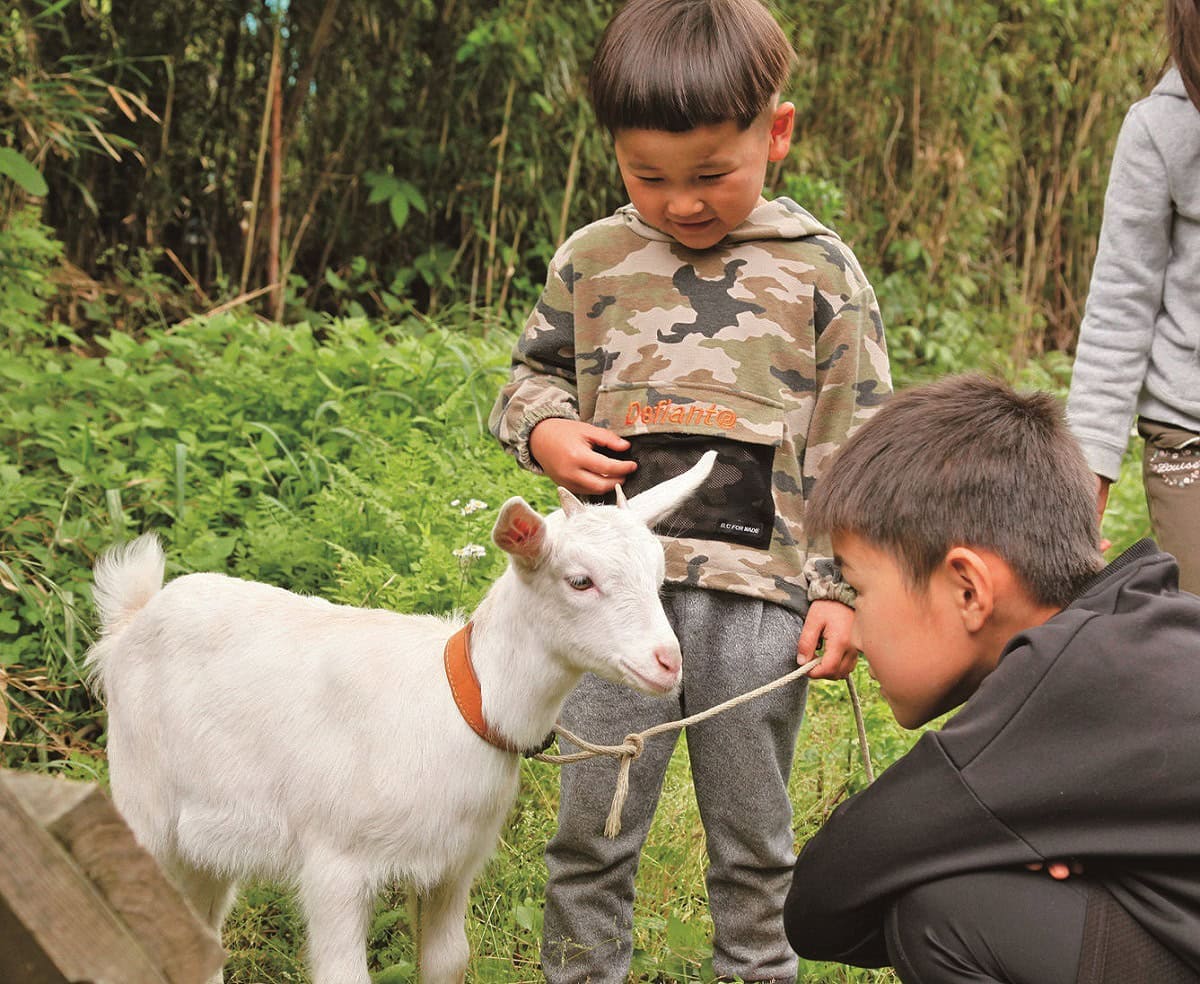 ヤギにも個性があるが、一般的に人なつこく、穏やかな性格で飼育しやすい。犬のようにしつけるのは難しいが、名前を呼ぶと顔を向けたり、鳴いて返事をしたりする。