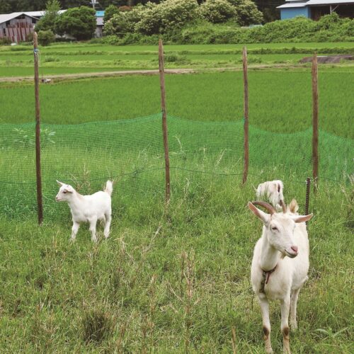 充分な放牧地があれば、エサは野草だけでも賄えます。冬は常緑のカシの葉やササ、竹の葉などをやりましょう。穀類はやり過ぎると体調を崩すので注意してください