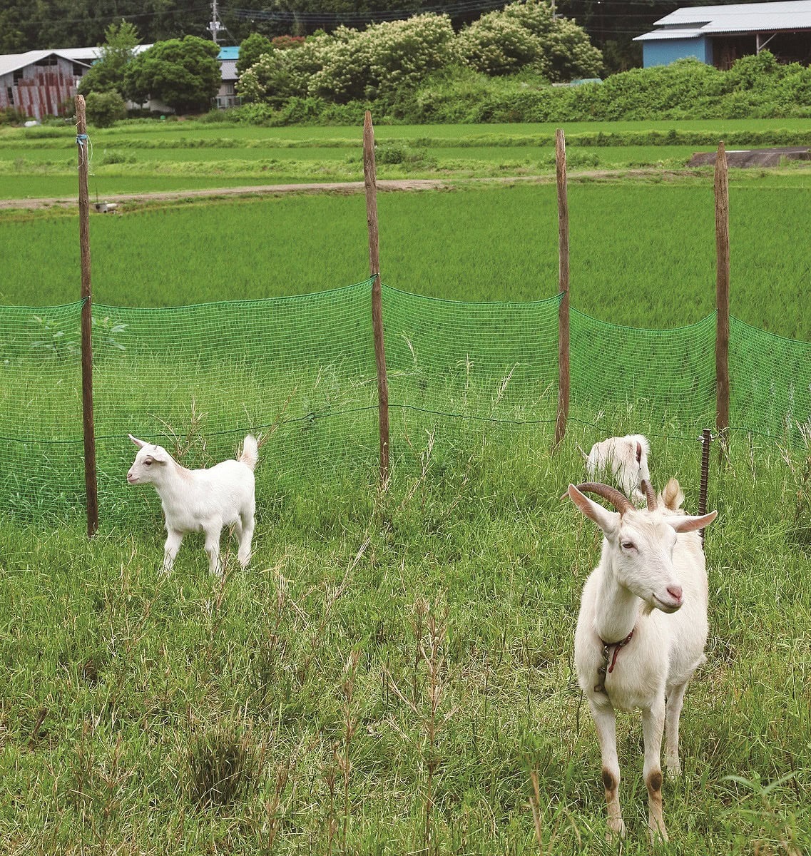 充分な放牧地があれば、エサは野草だけでも賄えます。冬は常緑のカシの葉やササ、竹の葉などをやりましょう。穀類はやり過ぎると体調を崩すので注意してください