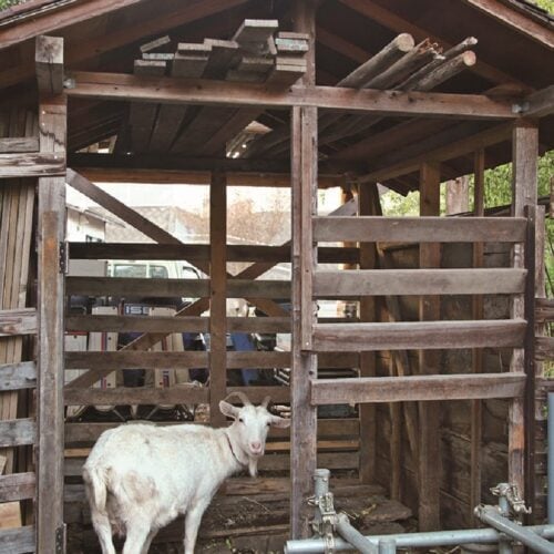 ヤギは雨と暑さが苦手。風通しがよく、雨や日差しを避けられる小屋が必要です。日中、放牧できれば1頭当たり1坪の広さがあればよいでしょう。