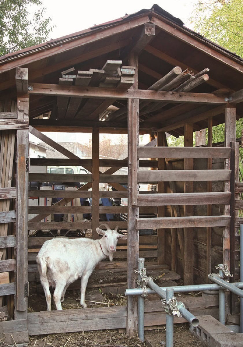 ヤギは雨と暑さが苦手。風通しがよく、雨や日差しを避けられる小屋が必要です。日中、放牧できれば1頭当たり1坪の広さがあればよいでしょう。