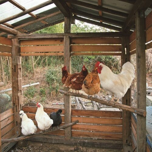 小屋は適度に日が当たり、湿気が少なく、風通しのよい場所に建てます。夜は高いところで休息する習性があるため止まり木を設け、産卵箱も設置します。