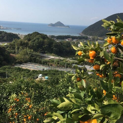 黒潮の恵みを受ける紀伊水道に面した和歌山県広川町は、いわずと知れたブランドみかん「有田みかん」の産地です。温暖な気候のなか、太陽の光をいっぱいに浴びて育った有田みかんは、甘みと酸味のバランスが絶妙で、コクがあります。オレンジ色のみかんと青い空、青い海が織り成す広川町ならではの景観も楽しめます。