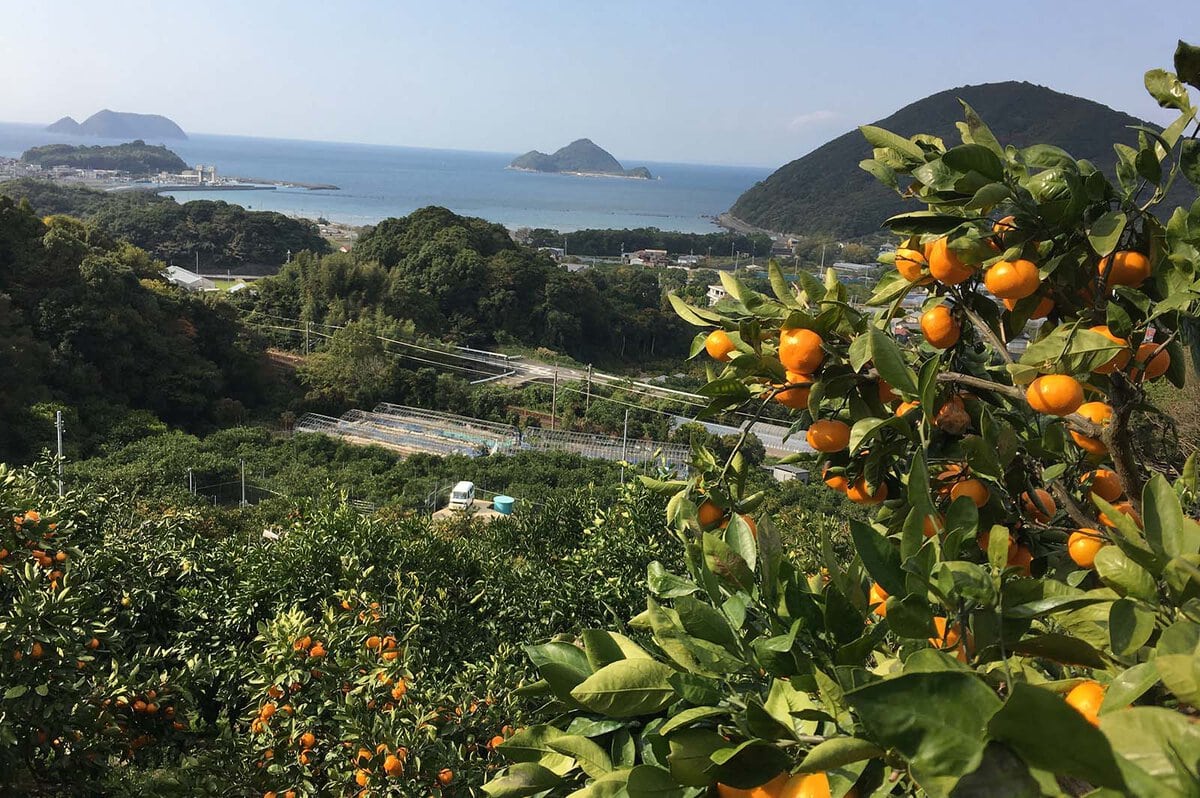 黒潮の恵みを受ける紀伊水道に面した和歌山県広川町は、いわずと知れたブランドみかん「有田みかん」の産地です。温暖な気候のなか、太陽の光をいっぱいに浴びて育った有田みかんは、甘みと酸味のバランスが絶妙で、コクがあります。オレンジ色のみかんと青い空、青い海が織り成す広川町ならではの景観も楽しめます。