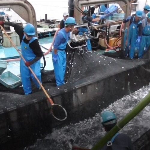 京都府舞鶴市の定置網漁操業の様子