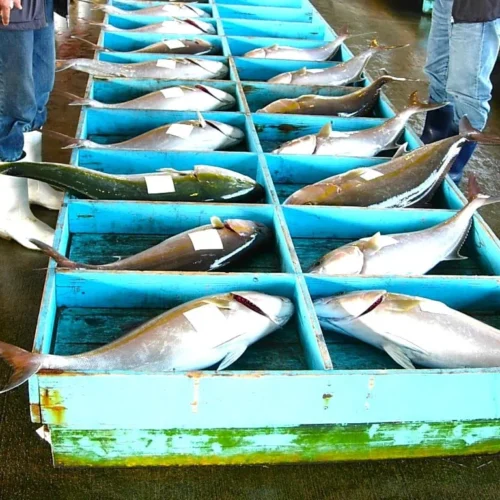 鹿児島県肝付町の辺塚（へつか〉だいだいカンパチ は地域固有の柑橘類「辺塚だいだい」を餌にしていることで、魚の生臭さがなく、血合いの色が非常に鮮やかで、さらに程よい脂のりがおいしいと、高く評価されています。