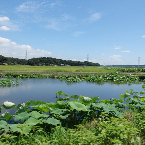 茨城県稲敷市はのどかな田園が広がるまちです。初夏の青や秋の黄金など四季折々の日本の風景を感じることができます。