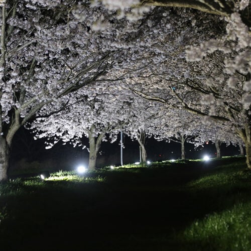 茨城県稲敷市は、新利根川沿いに、全長約250メートルにわたる圧巻の桜並木があります。夜にライトアップされた様子は幻想的で息をのむほどです。「稲敷桜まつり」も開催され、点灯式などが行われます。