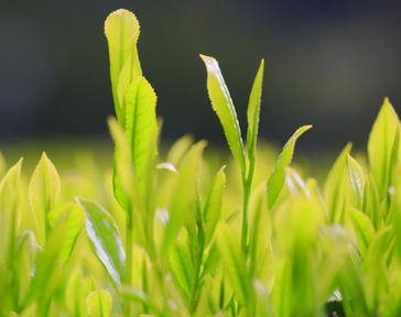 三重県大台町の大台茶。全国3位のお茶どころ三重県の「伊勢茶」のなかでも、「大台茶」は高品質で知られおり全国の品評会でたびたび入選しています。大台町の東部は、県内の煎茶の代表的産地です。気候風土が茶の栽培に適し、また宮川の流域に発生する濃い霧が生育に良いとされ、肉厚に育った茶葉は、煎を重ねてもコクと香りが持続します。