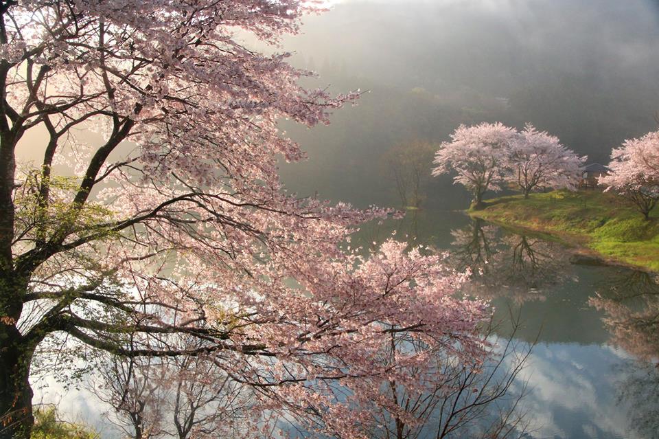 さくらの里公園は、宮川中流域に佇む桜が美しい公園です。春には桜が湖に写り込み、幻想的な景色を楽しむことができます。